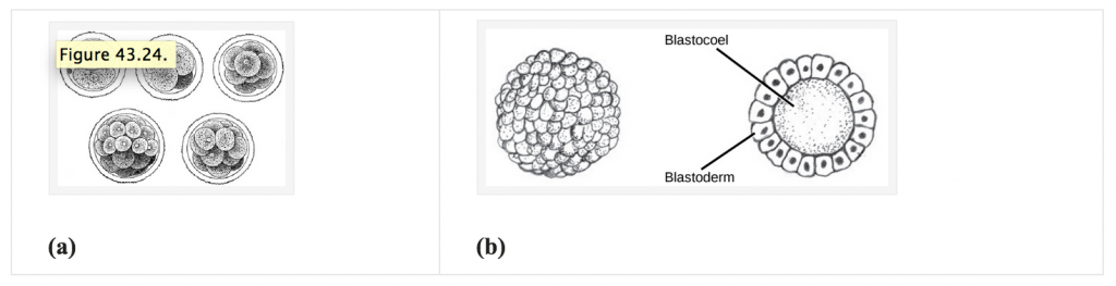 Figure 43.24