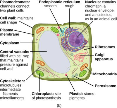  Organelles of Eukaryotic Cells – Introduction to Biology