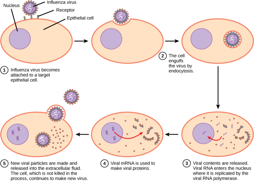 The illustration shows the steps of an influenza virus infection. In step 1, influenza virus becomes attached to a receptor on a target epithelial cell. In step 2, the cell engulfs the virus by endocytosis, and the virus becomes encased in the cell’s plasma membrane. In step 3, the membrane dissolves, and the viral contents are released into the cytoplasm. Viral mRNA enters the nucleus, where it is replicated by viral RNA polymerase. In step 4, viral mRNA exits to the cytoplasm, where it is used to make viral proteins. In step 5, new viral particles are released into the extracellular fluid. The cell, which is not killed in the process, continues to make new virus.