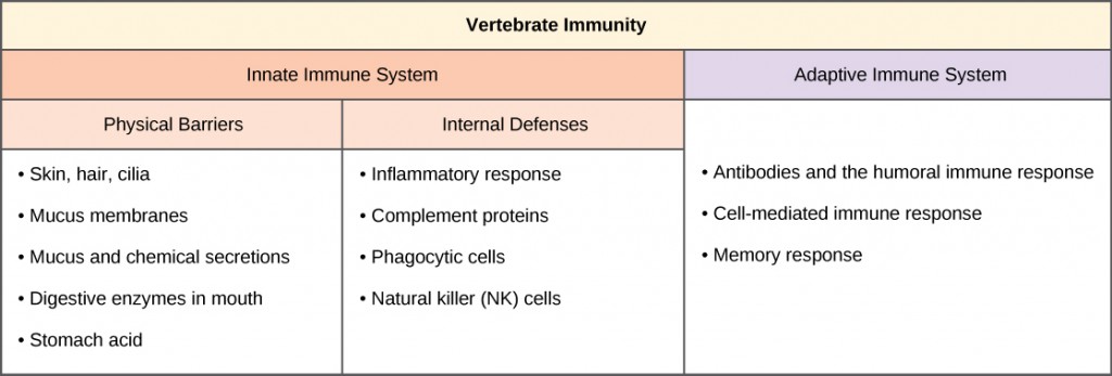 Table shows vertebrate immunity, with 2 columns for innate and adaptive immune system characteristics. The innate immune system if further divided into physical barriers and internal defenses. Under physical barriers are: skin, hairs, cilia, mucus membranes, mucus and chemical secretions, digestive enzymes in mouth, and stomach acid. Under internal defenses are: inflammatory response, complement proteins, phagocytic cells, and natural killer (NK) cells. In the adaptive immune system column are: antibodies and the humoral immune response, cell-mediated immune response, and memory response.