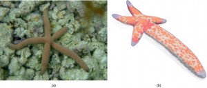 Part a: The photo shows a brown sea star with five arms of slightly varying lengths. Part b: This is a photo of a sea star with one long arm and four very short arms.