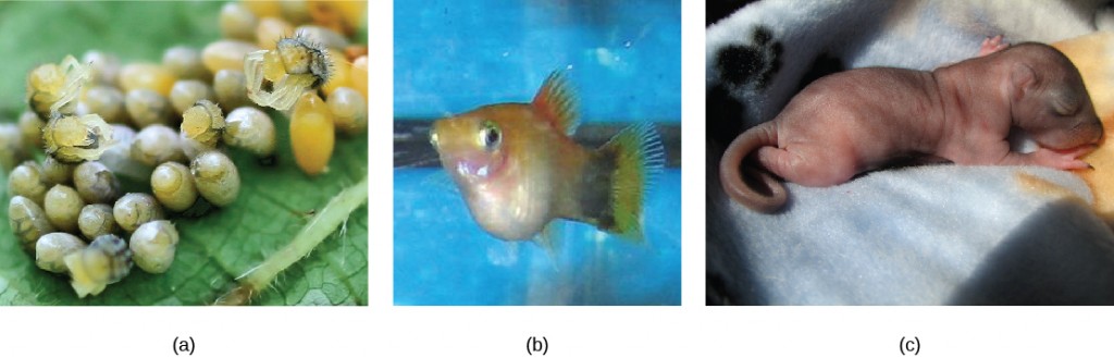 Part a: The photo shows small yellow eggs on a leaf with tiny beetles hatching out of some. Part b: The photo shows a fish in an aquarium, with a pale, bulging belly. Part c: The photo shows a hairless baby squirrel with closed eyes.