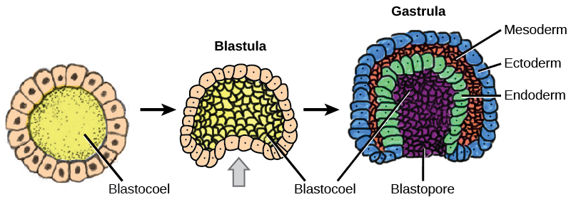 Illustration shows a series of 3 steps in the formation of a blastula to a gastrula. The first step is a hollow ball of cells. In the second step, one section of the cells in the hollow ball starts to indent into the cavity, like when a hand is pushed into a balloon. In the third step, this section has indented all the way into the cavity, forming a 3 layered cup with a small opening called the blastopore. The three layers of the cup are the ectoderm on the outside, the mesoderm in the middle, and the endoderm on the inside.