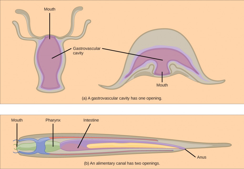 Figure_34_01_04ab