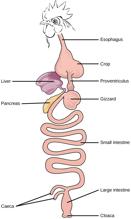 Figure 34.6.  (a) Humans and herbivores, such as the (b) rabbit, have a monogastric digestive system. However, in the rabbit the small intestine and cecum are enlarged to allow more time to digest plant material. The enlarged organ provides more surface area for absorption of nutrients. Rabbits digest their food twice: the first time food passes through the digestive system, it collects in the cecum, and then it passes as soft feces called cecotrophes. The rabbit re-ingests these cecotrophes to further digest them.