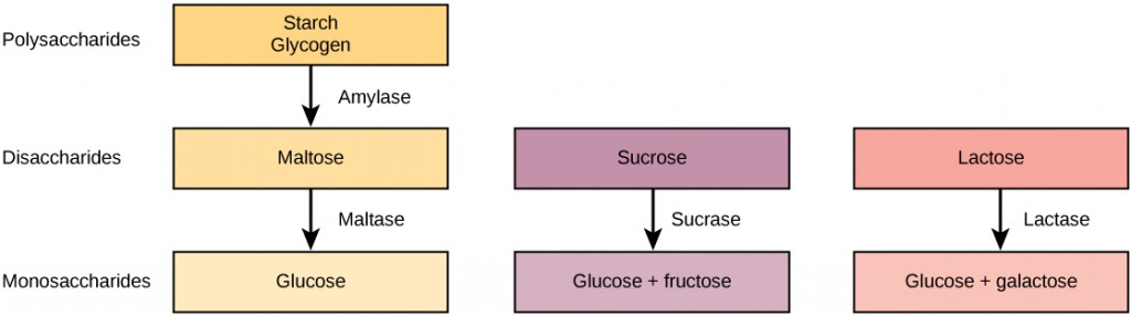 Figure_34_03_01