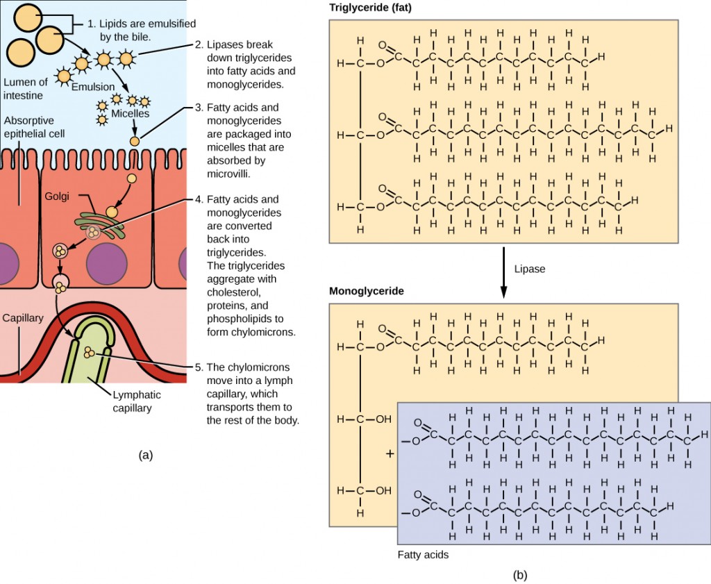 Figure 34.18.  Lipids are digested and absorbed in the small intestine.