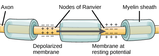 Figure_35_02_05