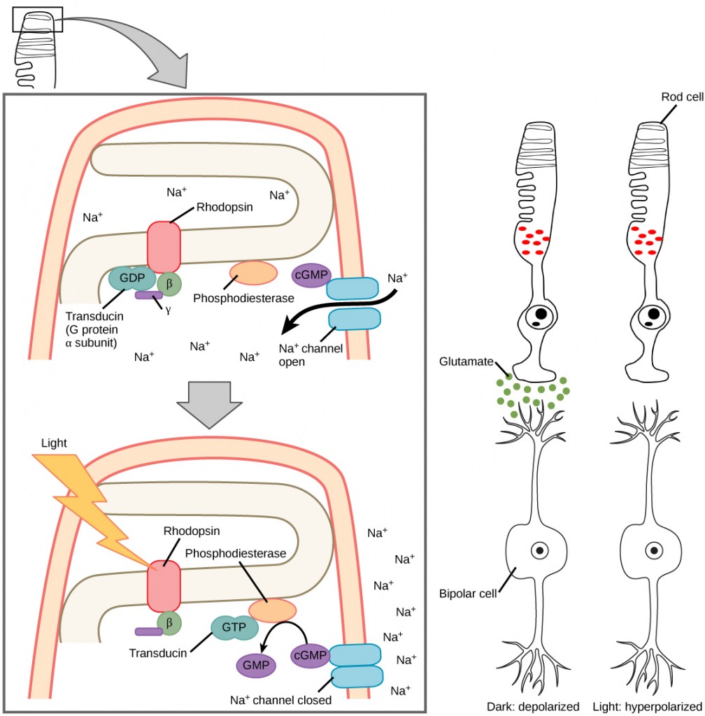 Figure 36.20.  When light strikes rhodopsin, the G-protein transducin is activated, which in turn activates phosphodiesterase. Phosphodiesterase converts cGMP to GMP, thereby closing sodium channels. As a result, the membrane becomes hyperpolarized. The hyperpolarized membrane does not release glutamate to the bipolar cell.