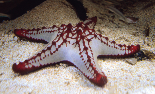 Figure 38.2.  The skeleton of the red-knobbed sea star (Protoreaster linckii) is an example of a hydrostatic skeleton. (credit: “Amada44”/Wikimedia Commons)