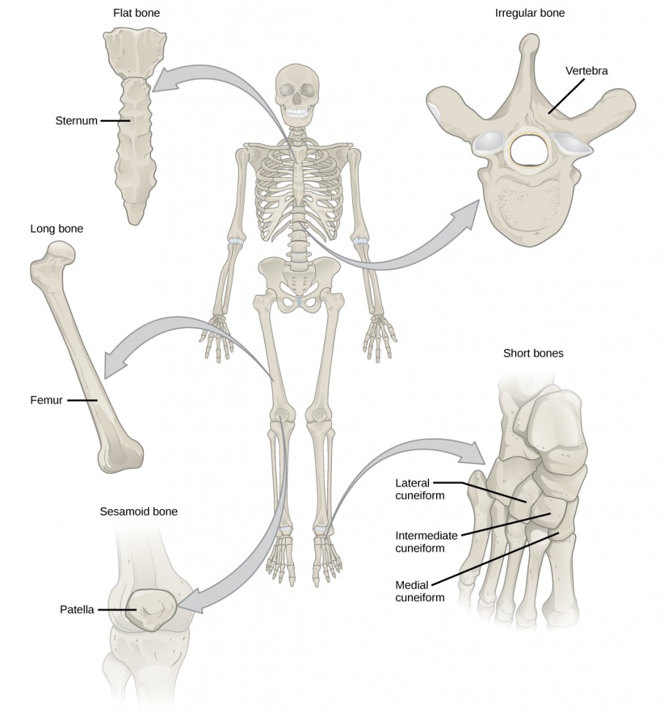 Figure 38.16.  Shown are different types of bones: flat, irregular, long, short, and sesamoid.