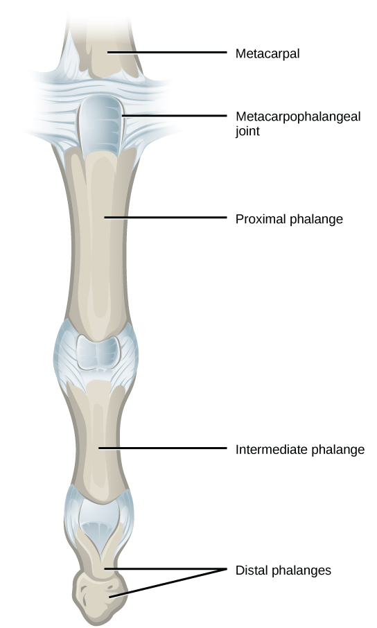 Figure 38.30.  The metacarpophalangeal joints in the finger are examples of condyloid joints. (credit: modification of work by Gray's Anatomy)