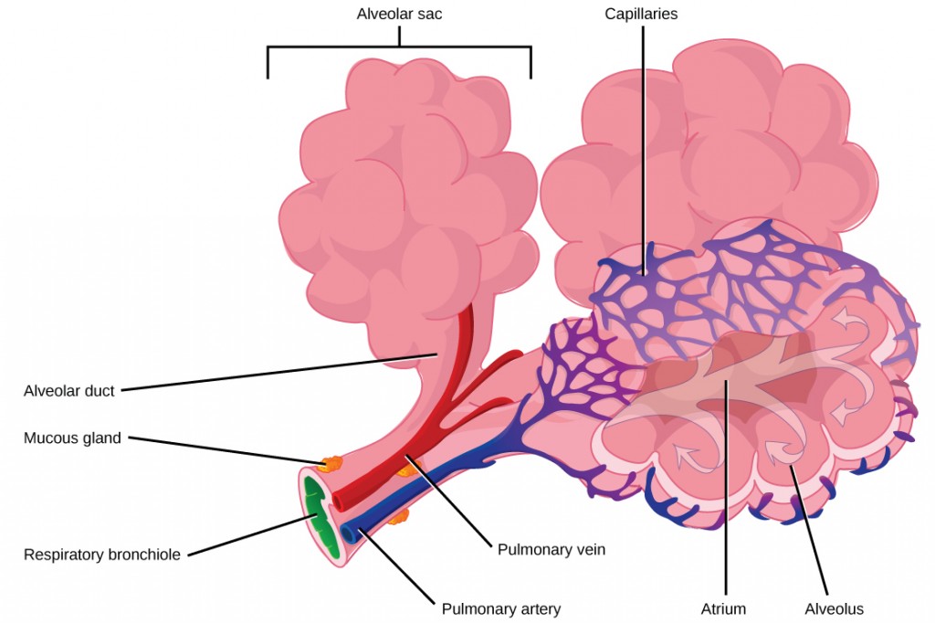 Figure 39.10.  Terminal bronchioles are connected by respiratory bronchioles to alveolar ducts and alveolar sacs. Each alveolar sac contains 20 to 30 spherical alveoli and has the appearance of a bunch of grapes. Air flows into the atrium of the alveolar sac, then circulates into alveoli where gas exchange occurs with the capillaries. Mucous glands secrete mucous into the airways, keeping them moist and flexible. (credit: modification of work by Mariana Ruiz Villareal)