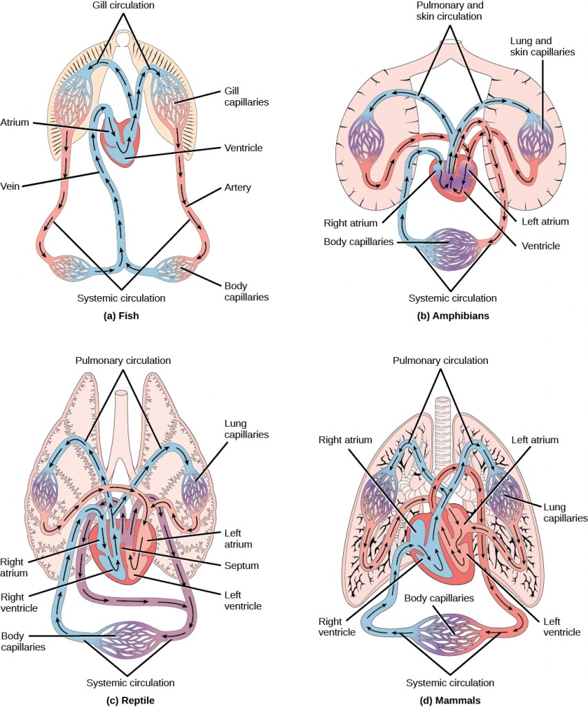 Figure_40_01_03abcd