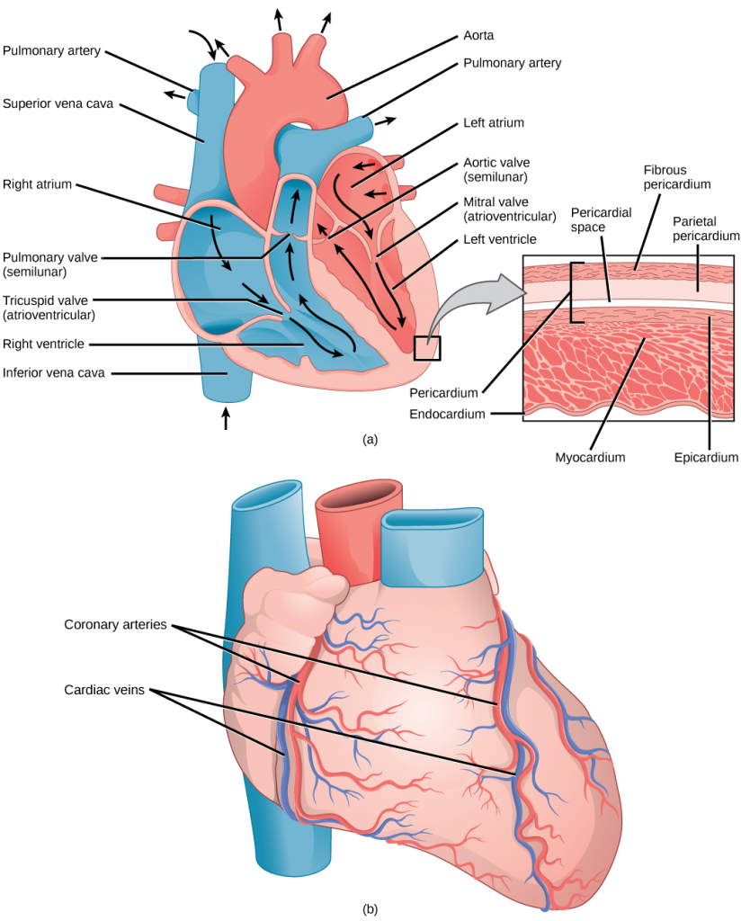 Figure_40_03_02ab