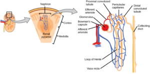 Shown are the molecular structures for Vitamin A, folic acid, Vitamin B1, Vitamin C, Vitamin B2, Vitamin D2, Vitamin B6, and Vitamin E.