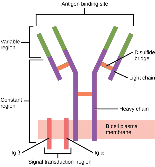 Figure_42_02_06