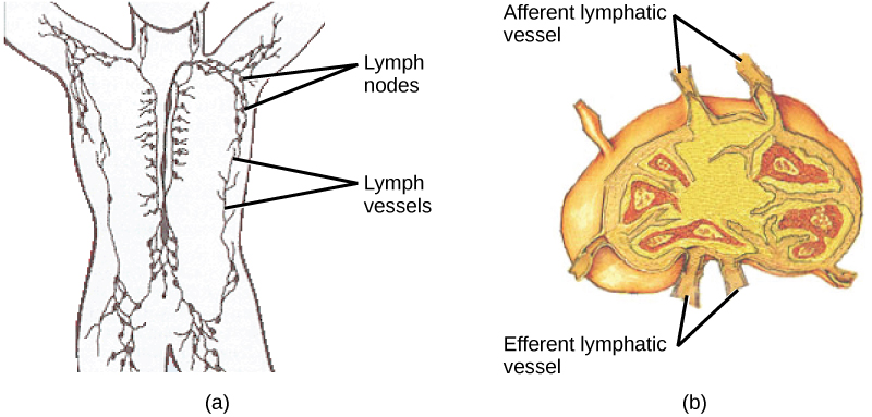 Figure_42_02_13ab