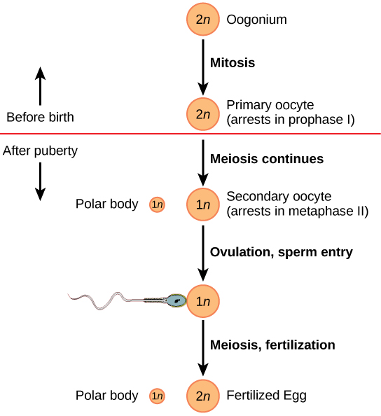 Figure_43_03_06